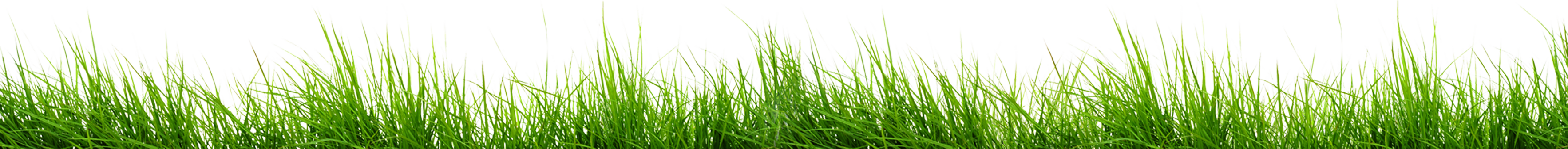 Gras